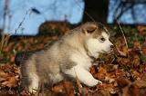 ALASKAN MALAMUTE 589